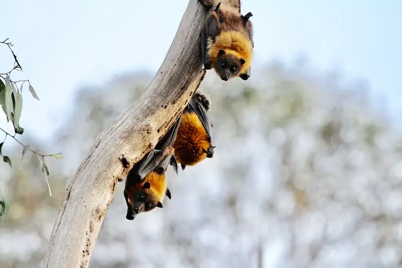 Unbedingt besuchen: Die Königlichen Botanischen Gärten in Melbourne