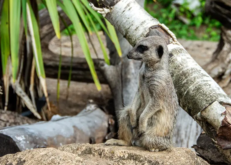 Unbedingt besuchen: Die Königlichen Botanischen Gärten in Melbourne