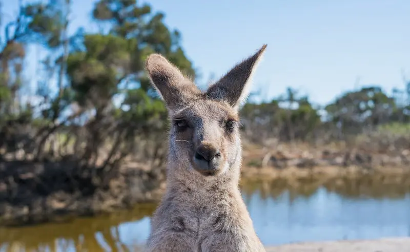 5 motivi per prenotare pacchetti di viaggio a Sydney