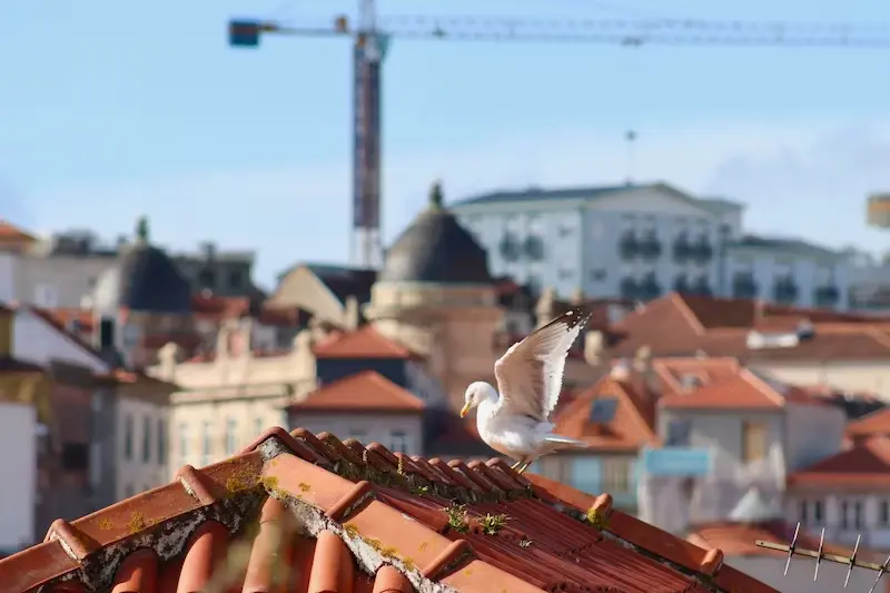 Descoberta do legado do Porto: O que precisa de saber