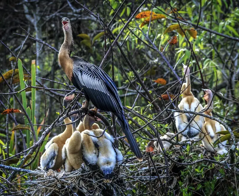 8 raisons pour lesquelles les Everglades de Miami méritent d'être mieux connues