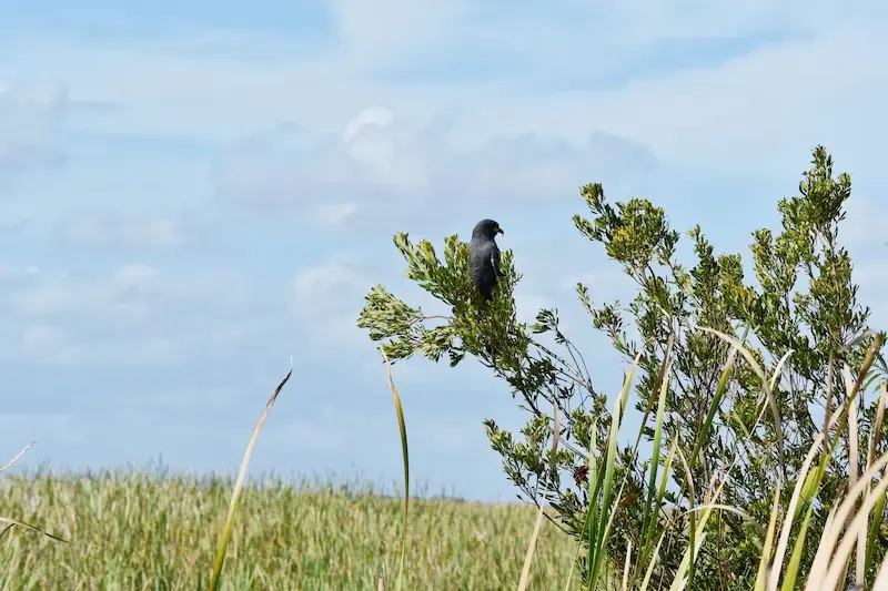 8 Reasons Why the Everglades Miami Deserve More Hype