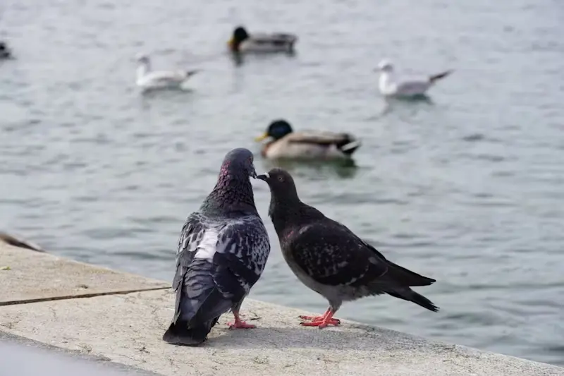 5 razões para visitar o Lago Genebra