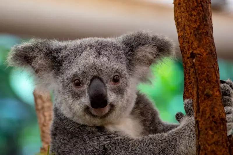 Verken het Lone Pine Koala Reservaat in Brisbane