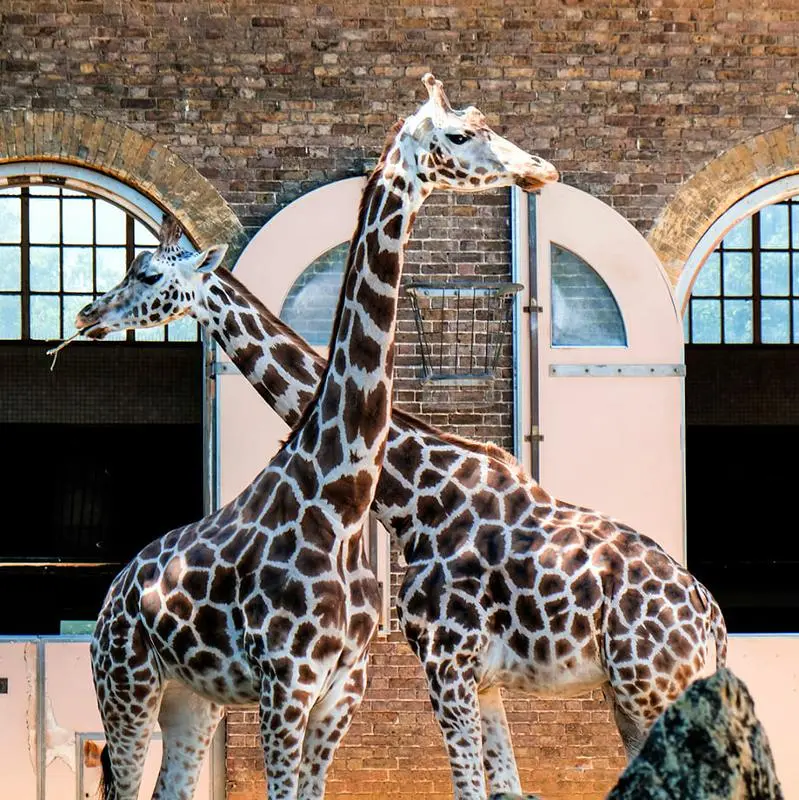 Bagagekluis London Zoo